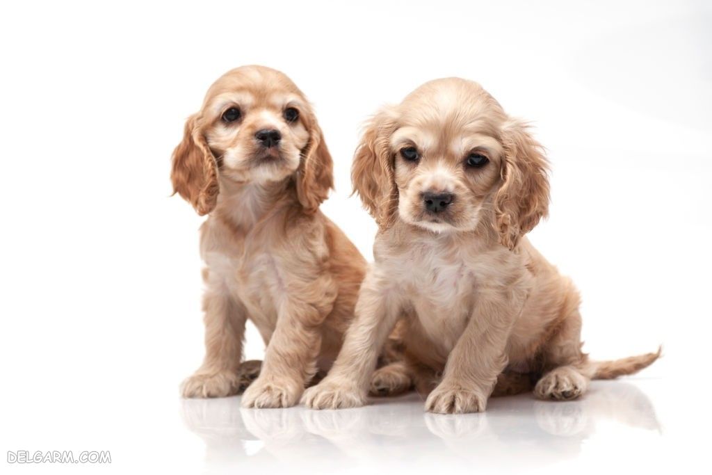 عکس سگ رنگی