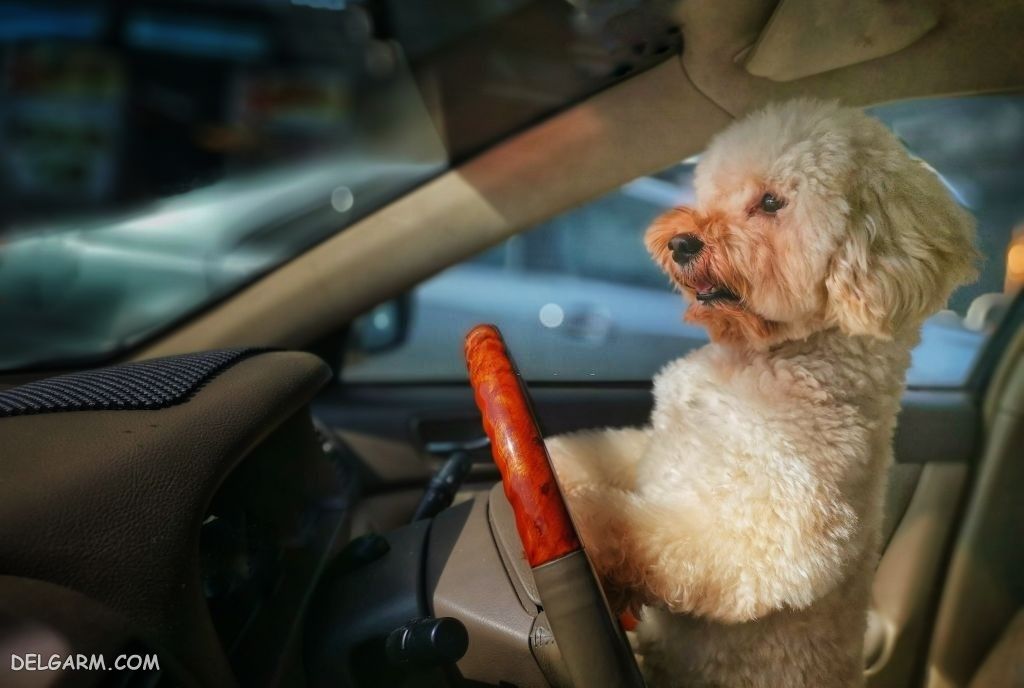 عکس خفن عکس بامزه ترین سگ ها