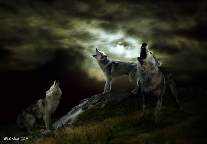 صدای گرگ