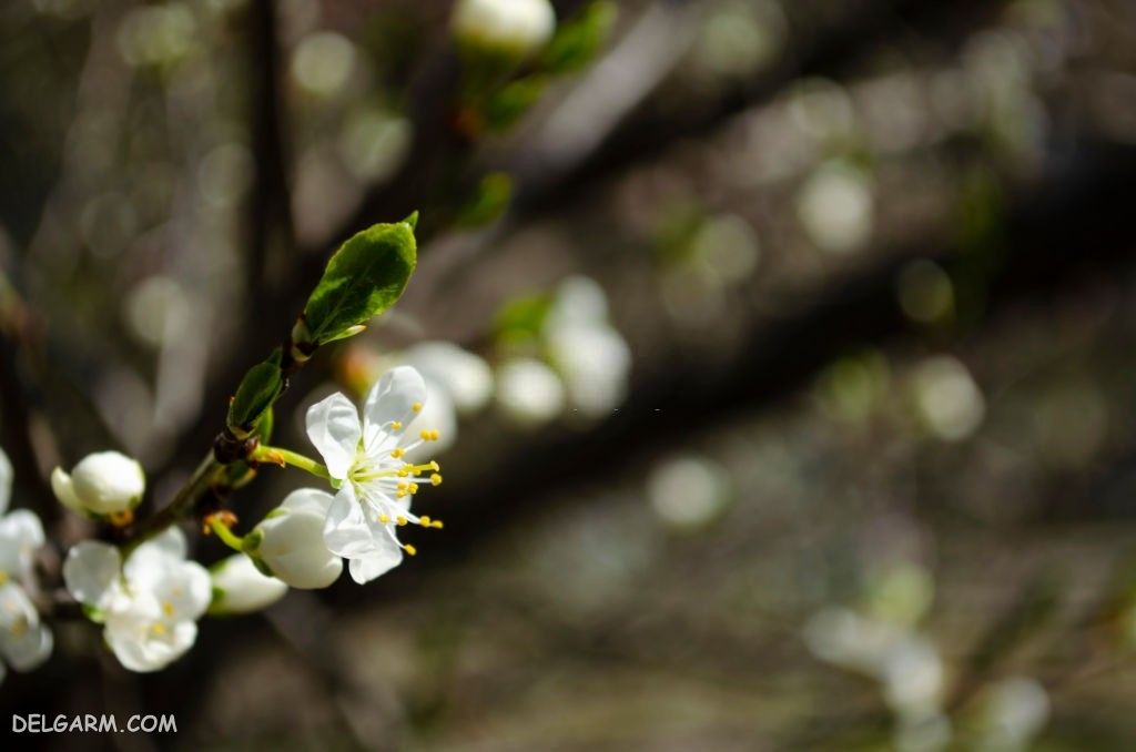 عکس شکوفه درخت گلابی