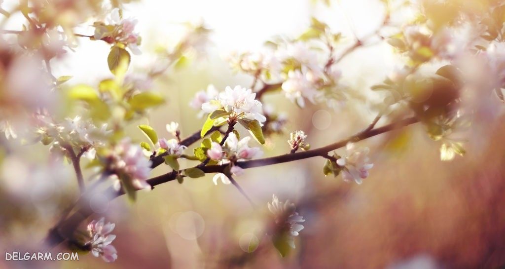 عکس شکوفه درخت گلابی
