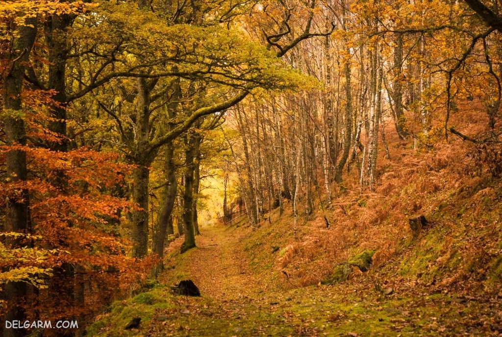 عکس پاییز غمگین