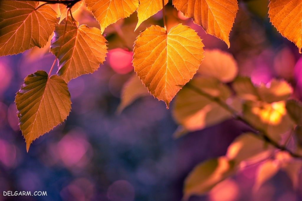 عکس پاییز غمگین