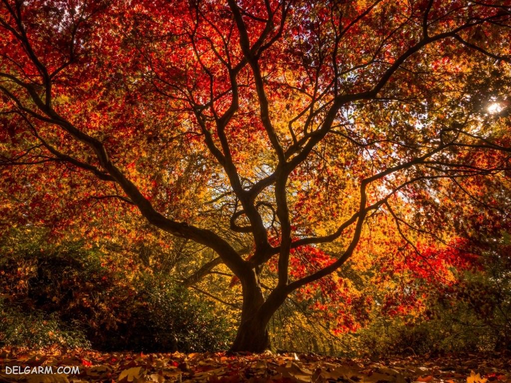 عکس پاییز غمگین