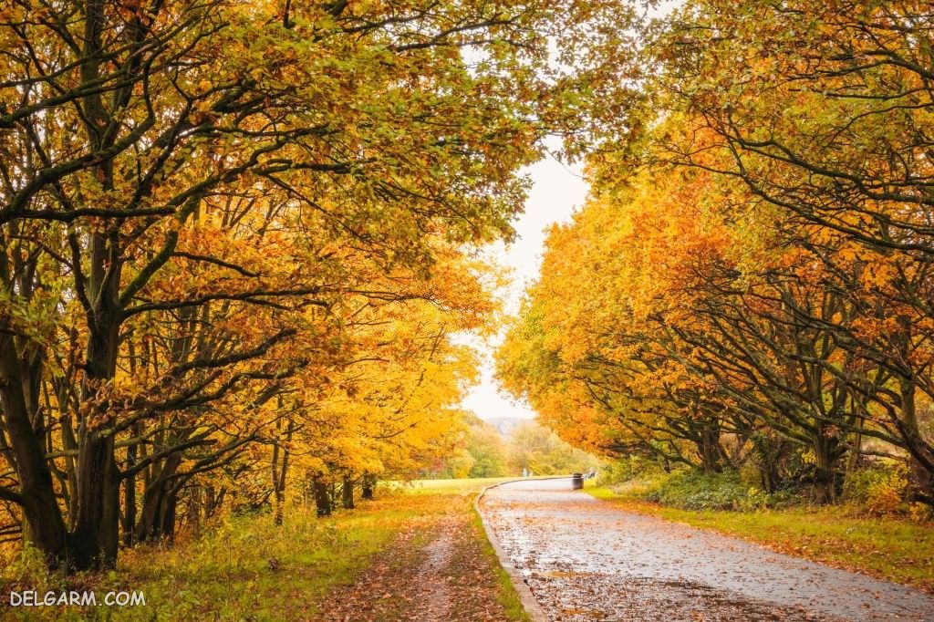 عکس پاییز غمگین