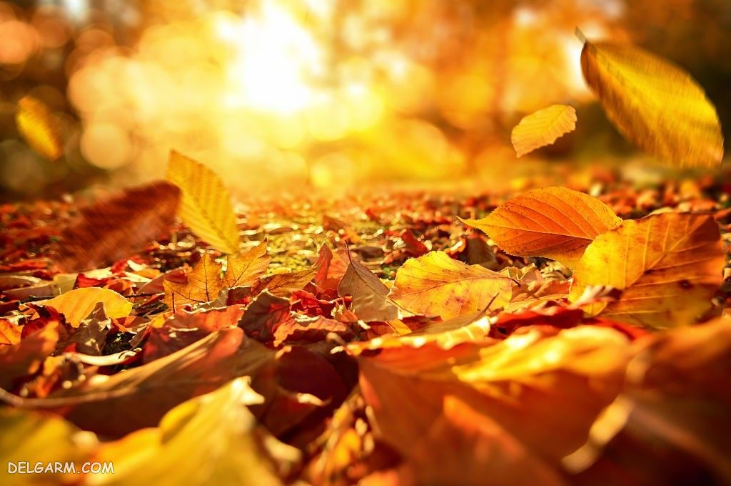 عکس پاییز غمگین