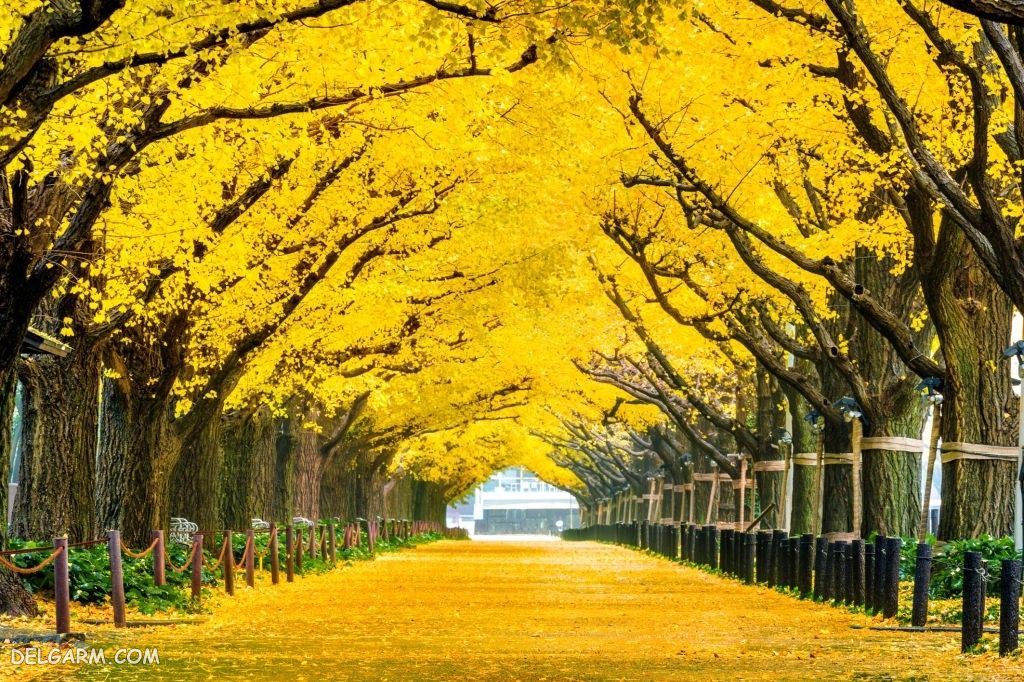 عکس پاییز غمگین