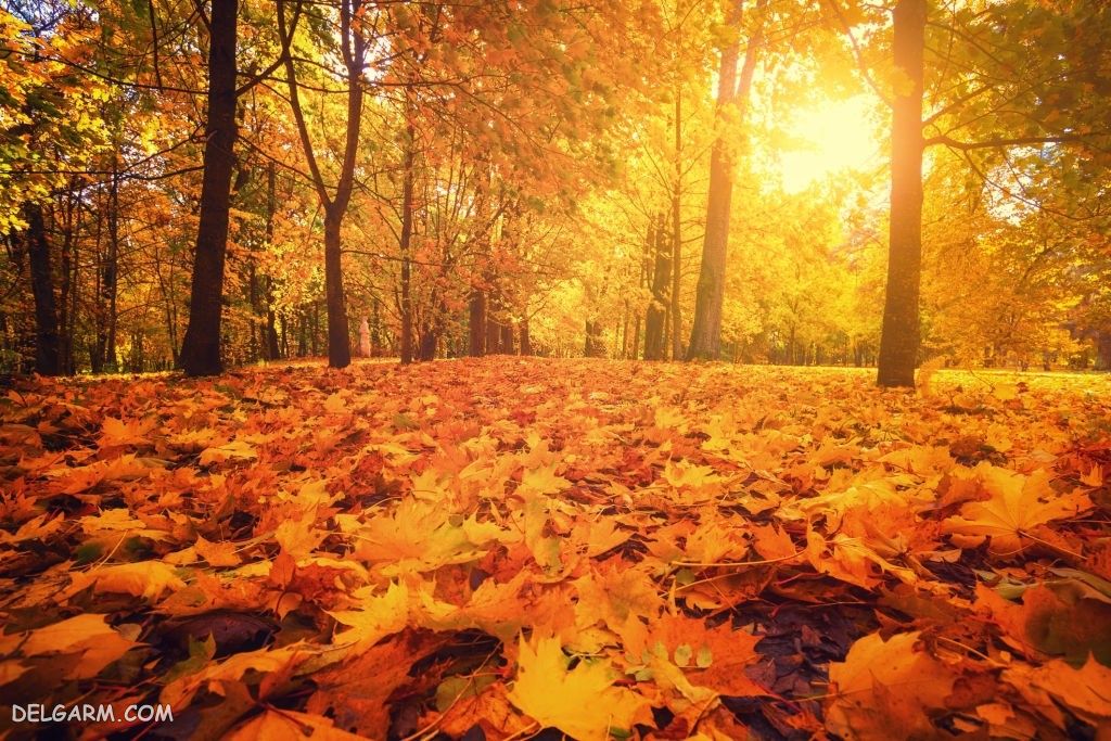 عکس پاییز غمگین