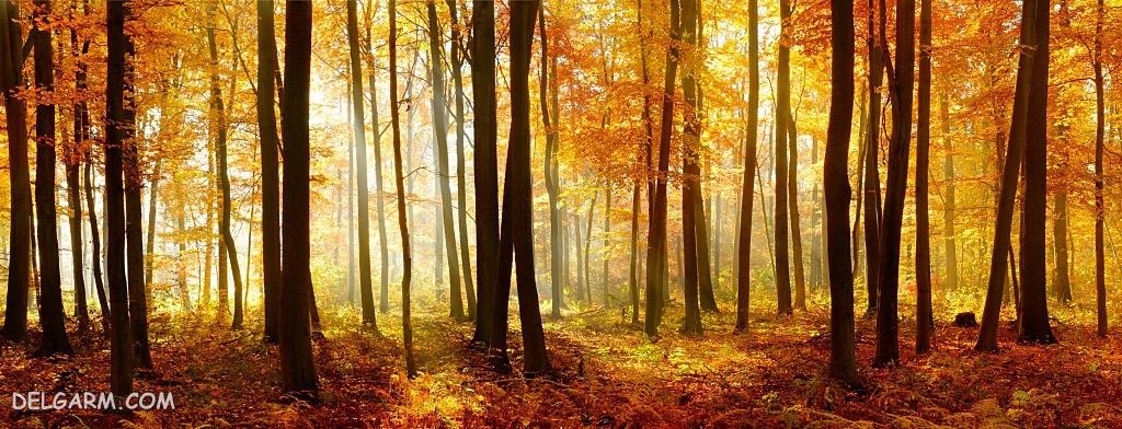 عکس پاییز غمگین