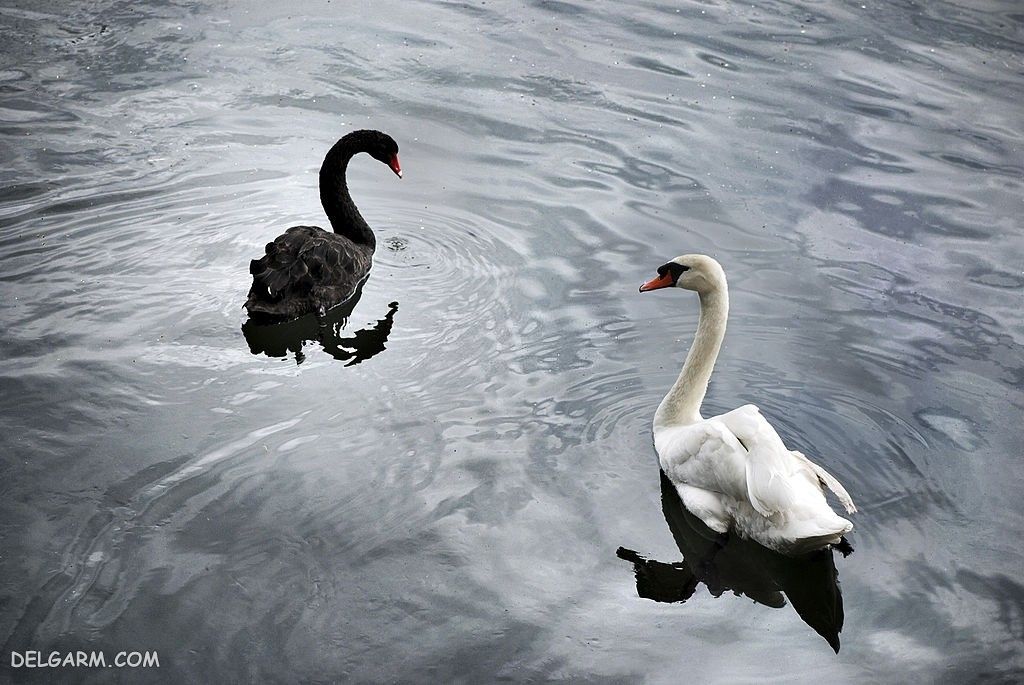  عکس قو برای پروفایل