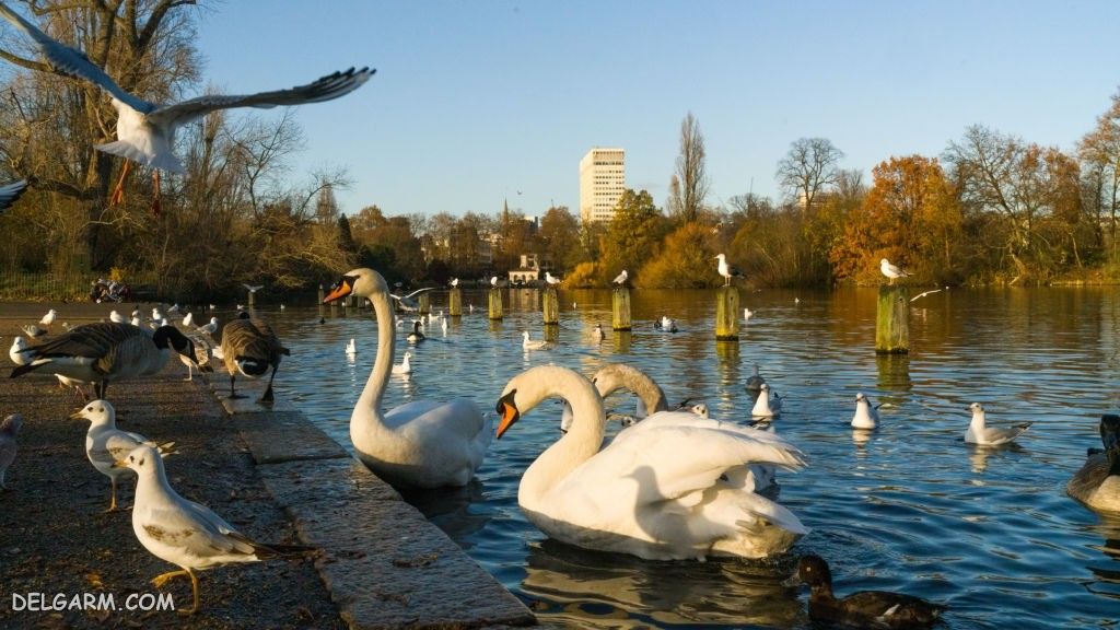  عکس قو برای پروفایل