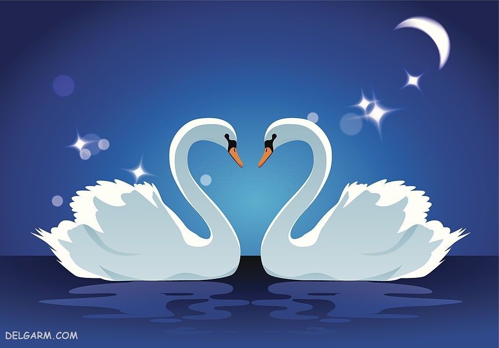  عکس قو برای پروفایل