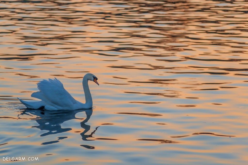  عکس قو برای پروفایل