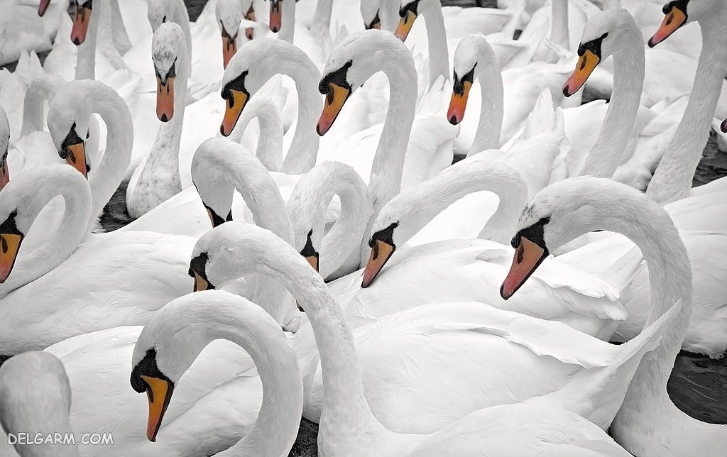  عکس قو برای پروفایل