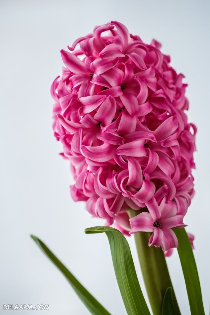 عکس گل سنبل طبیعی