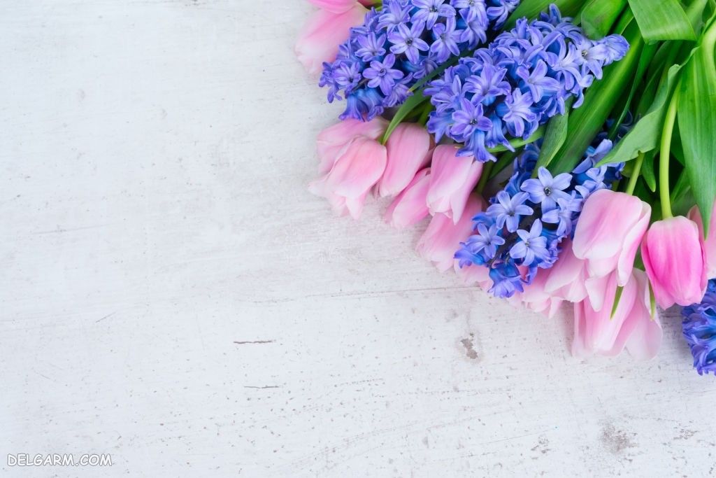 عکس از گل سنبل