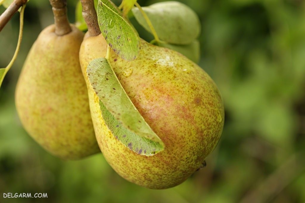  عکس گلابی برای پروفایل