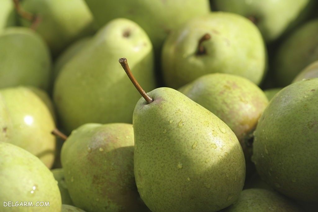  عکس پس زمینه میوه گلابی تازه