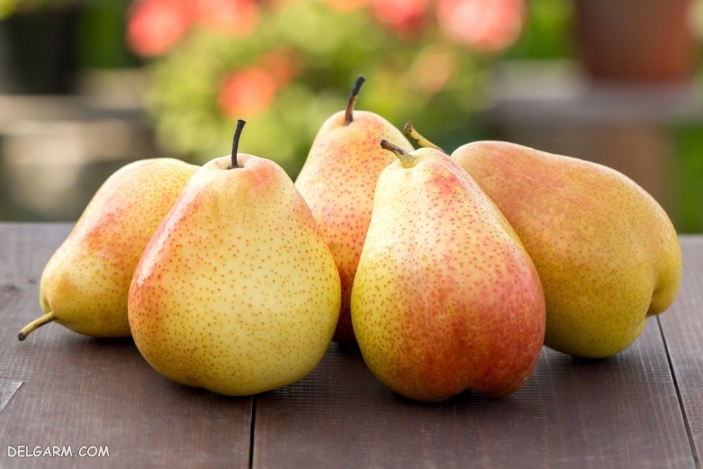  عکس گلابی برای بک گراند کامپیوتر و لپ تاپ