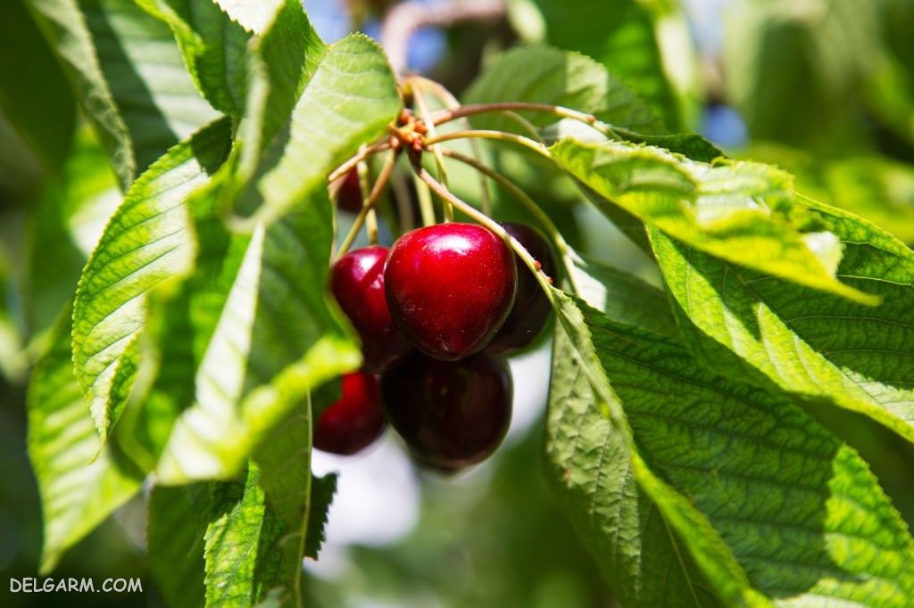  عکس گیلاس واقعی