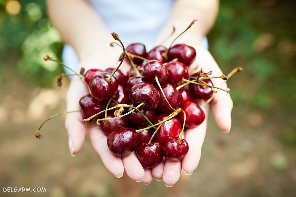 عکس گیلاس برای پروفایل