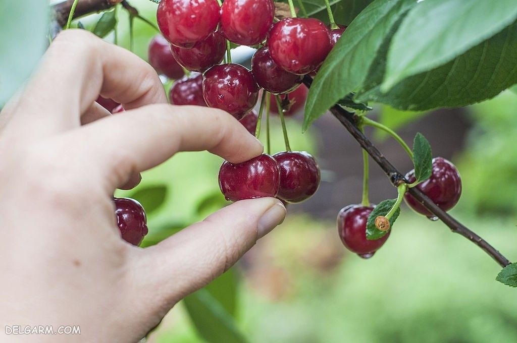 عکس گیلاس واقعی