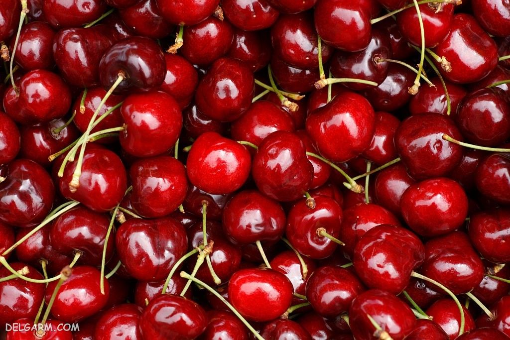  عکس گیلاس واقعی