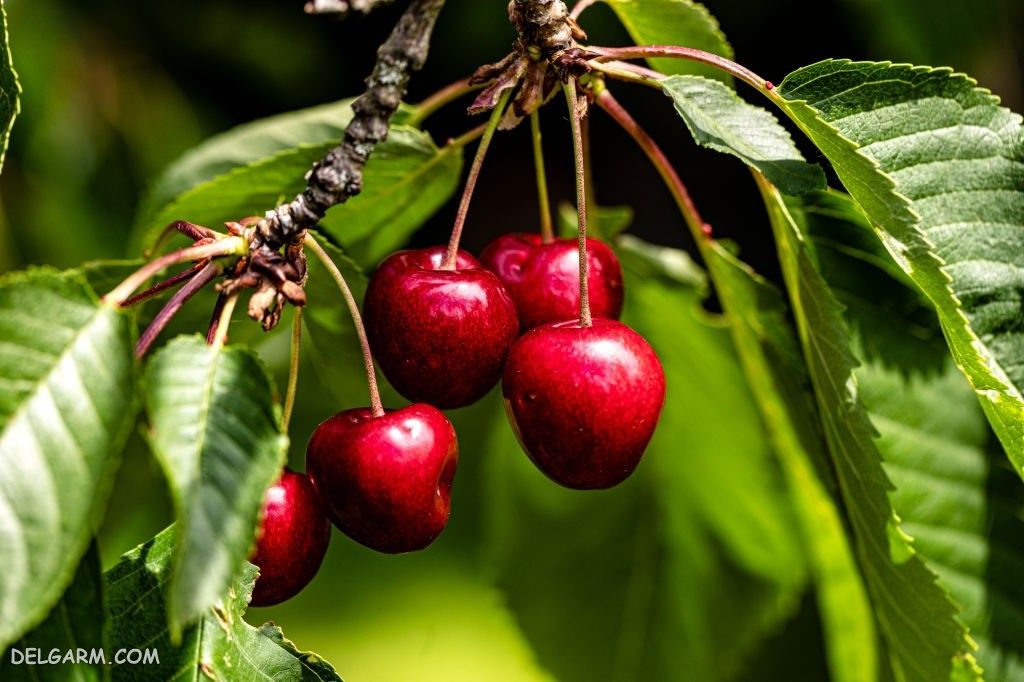  عکس گیلاس واقعی