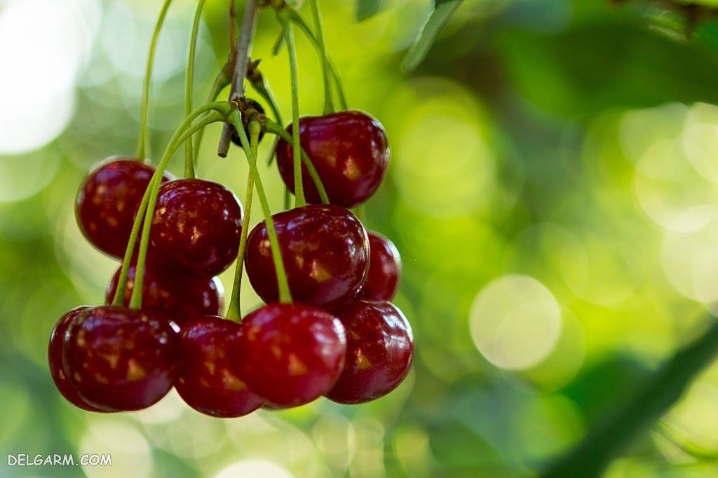  عکس گیلاس واقعی