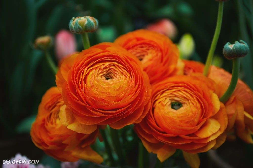 عکس انواع گل آلاله