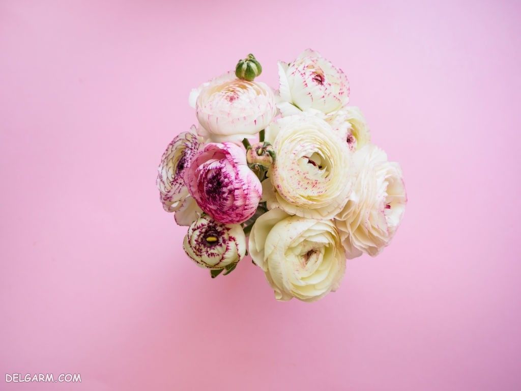 عکس گل آلاله برای پروفایل