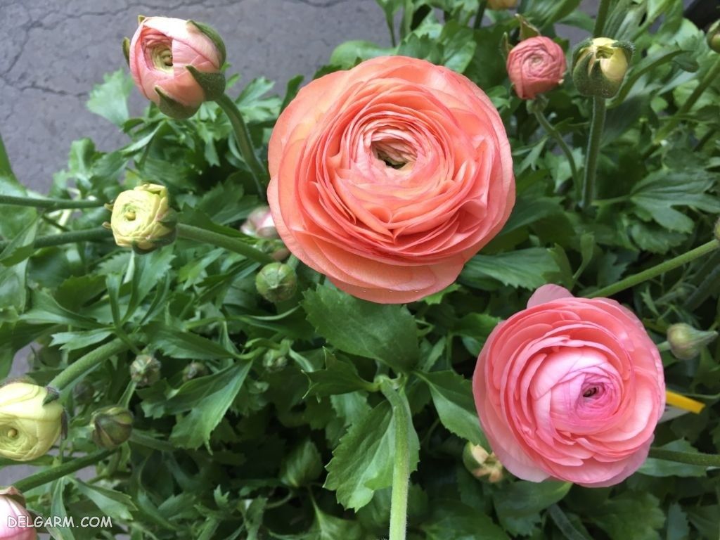 عکس انواع گل آلاله