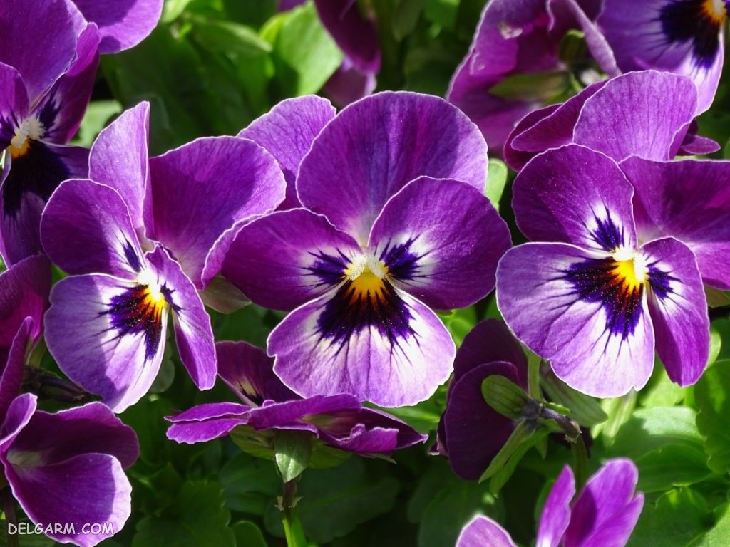 50 50