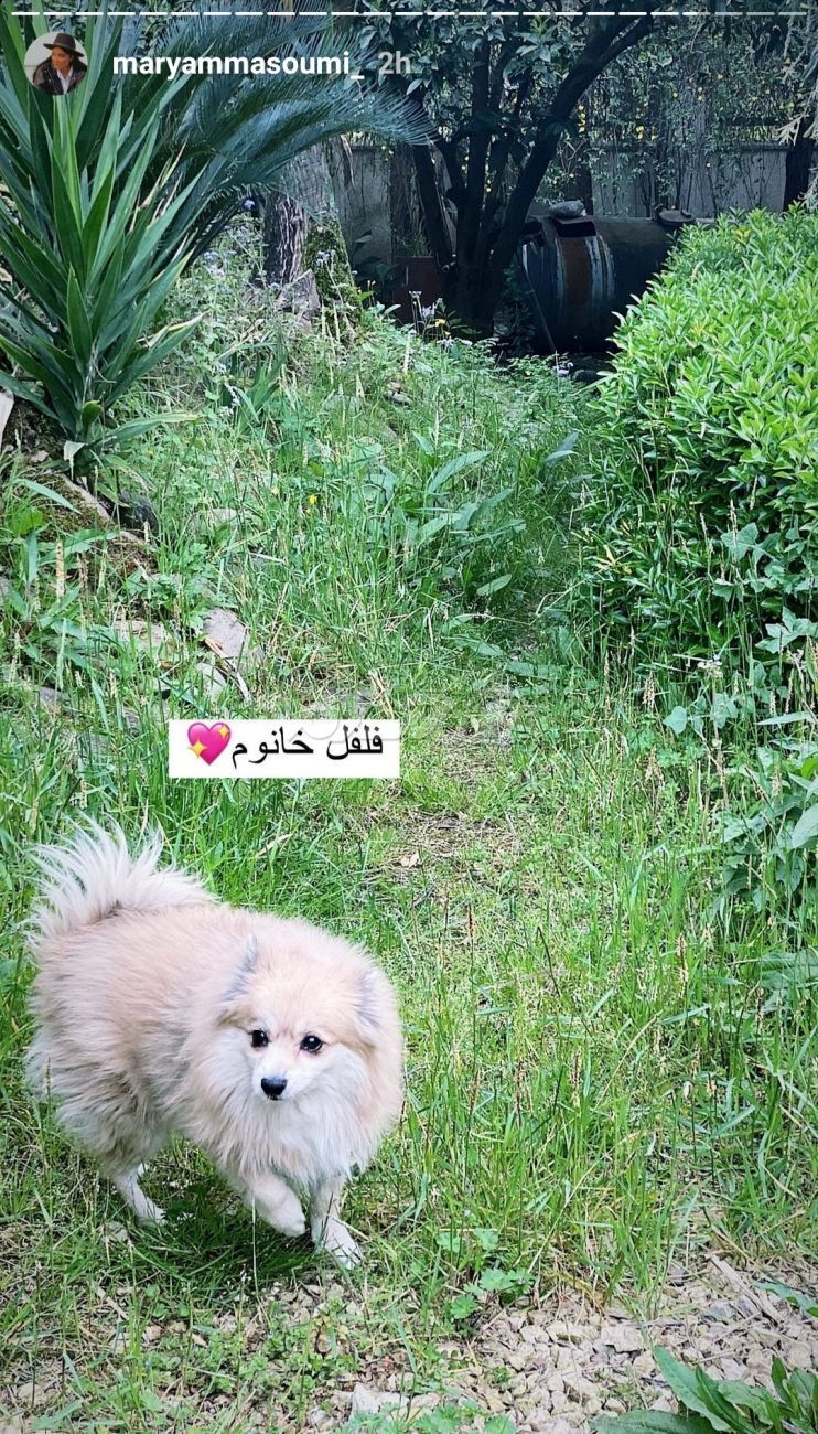 بازیگر زن / مریم معصومی