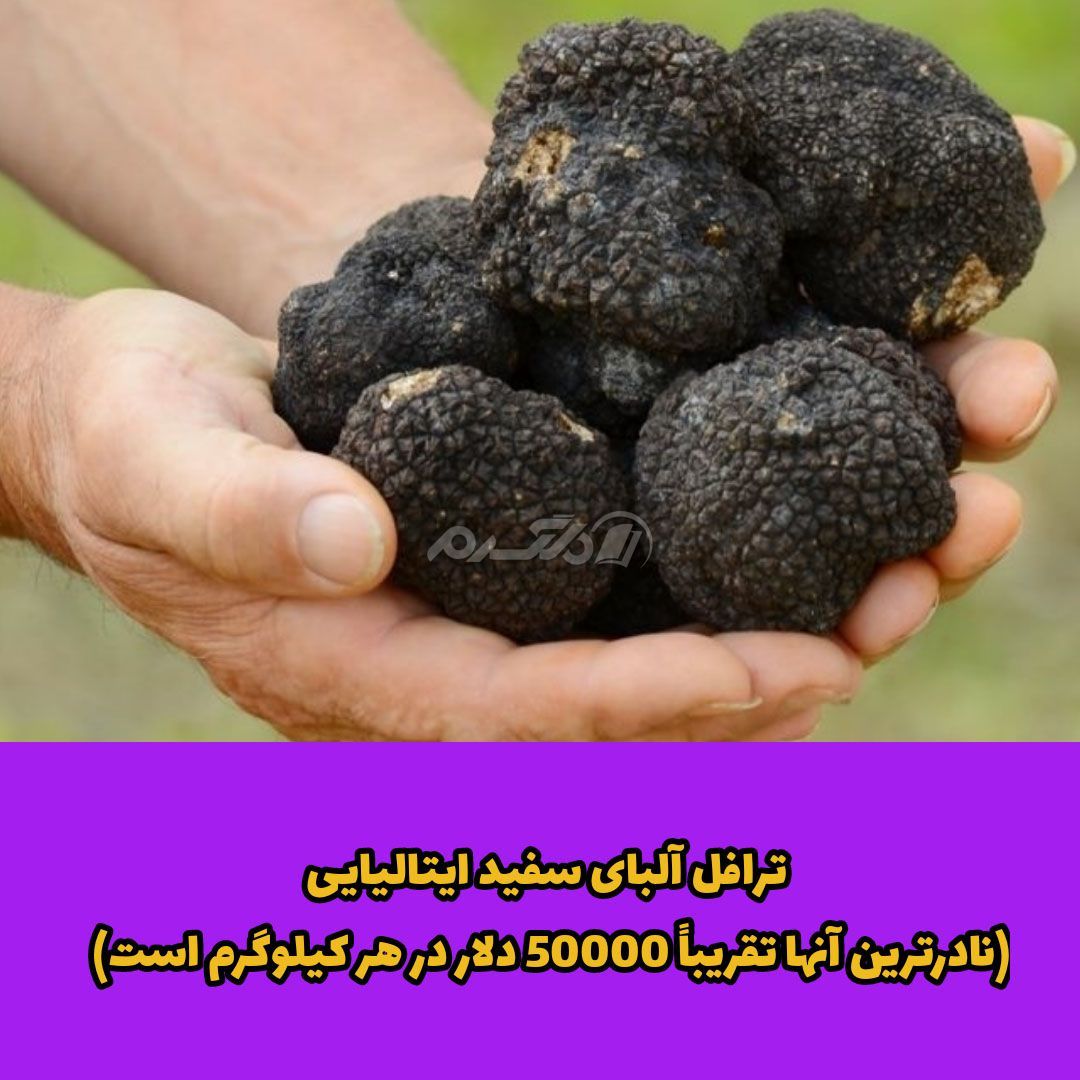 غذای لوکس / غذای لاکچری