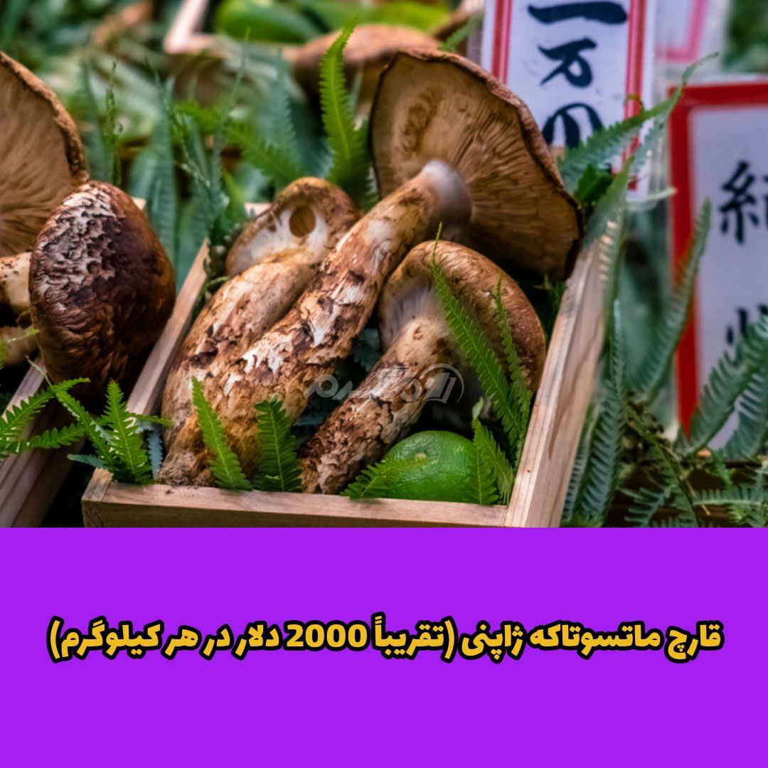 غذای لوکس / غذای لاکچری
