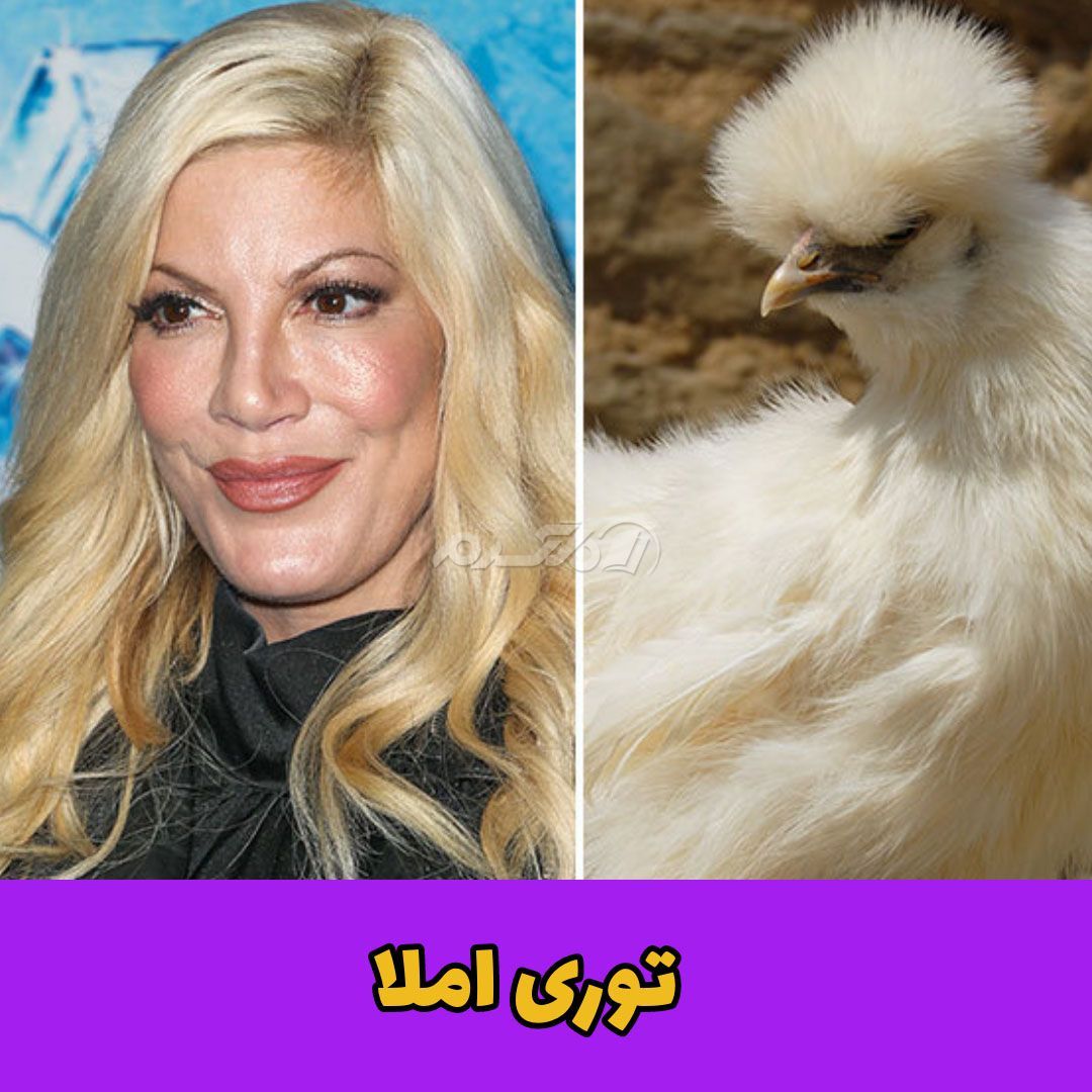 حیوان خانگی / توری املا