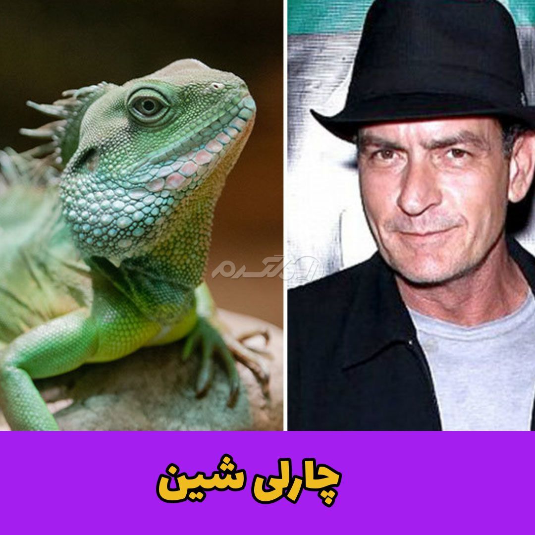 حیوان خانگی / چارلی شین