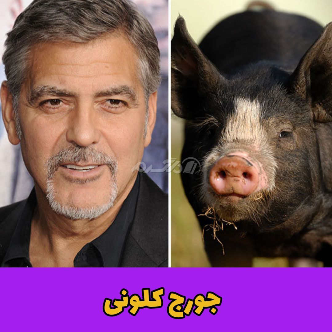 حیوان خانگی / جورج کلونی