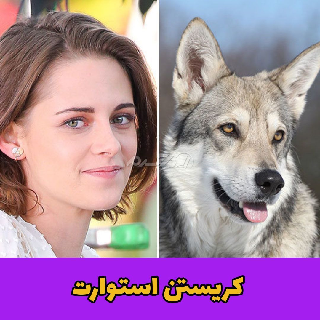 حیوان خانگی / کریستن استوارت