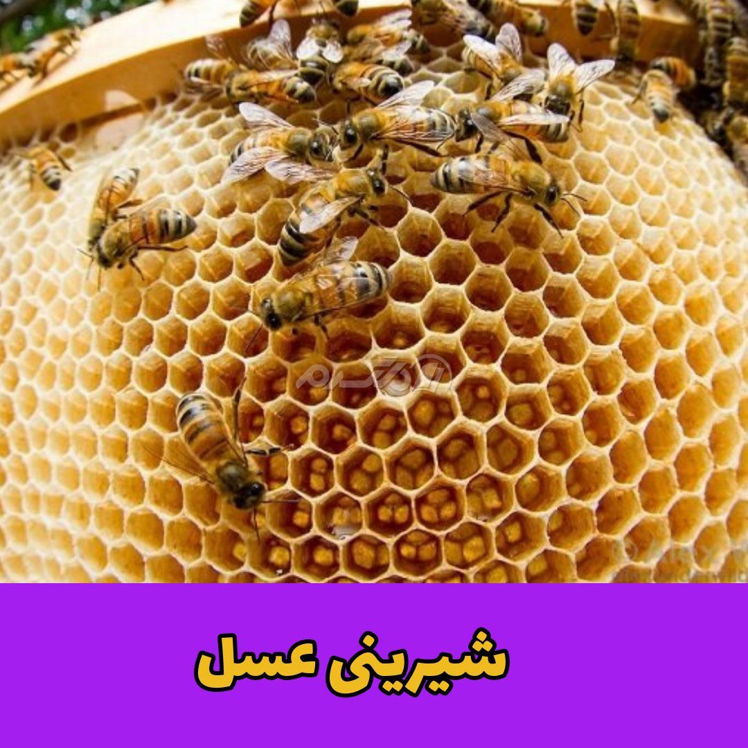 Пчелы тянут. Медоносная пчела соты. Медоносная пчела улей. Пчелиные соты с медом. Пчелы в улье.