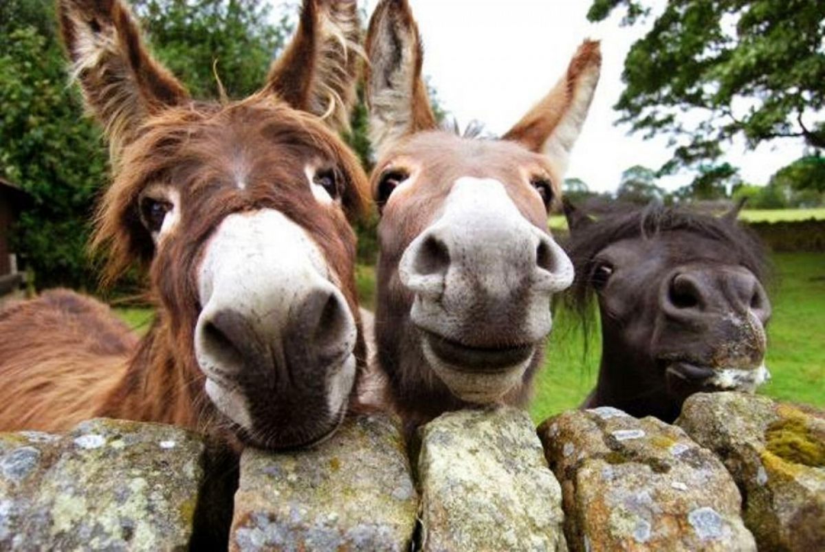 داستان خنده دار مرد و فروش الاغش!