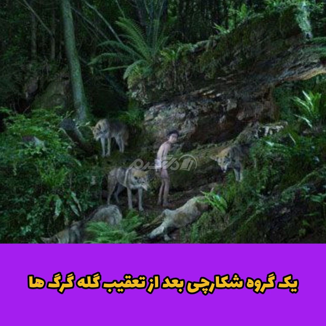 داستان واقعی / موگلی پسر جنگل