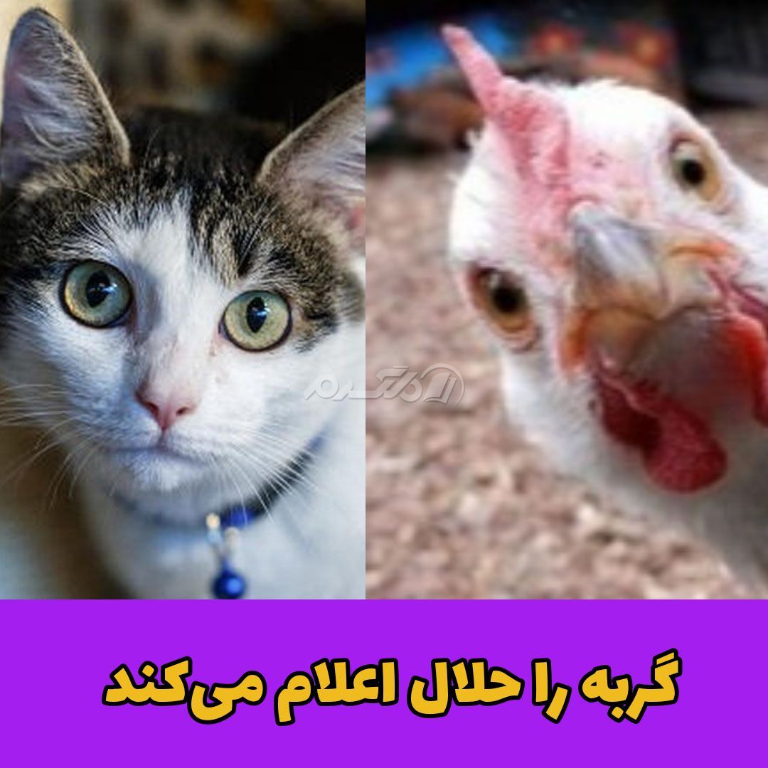 حکایت ملانصرالدین / گربه ی مرغ دزد