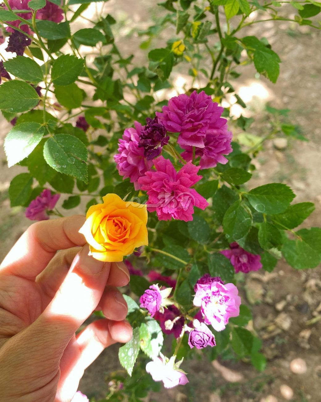 بازیگر زن / بهنوش طباطبایی