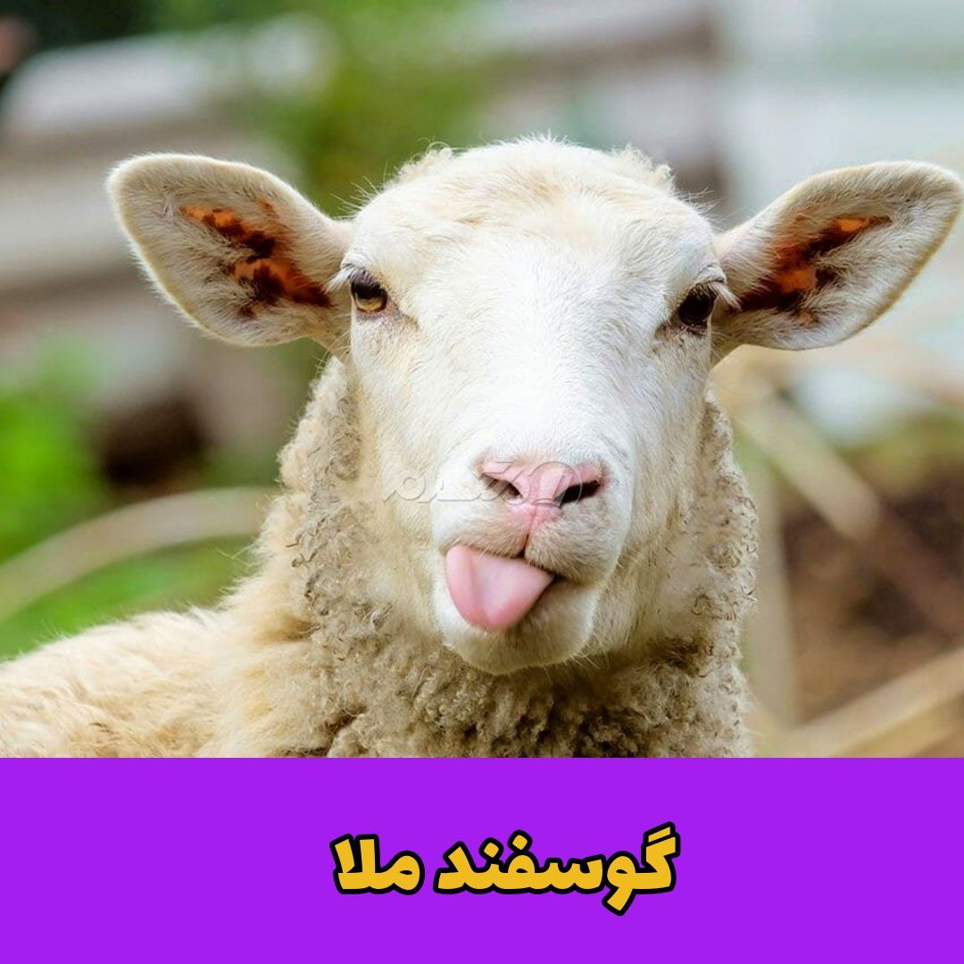 حکایت ملانصرالدین / گوسفند