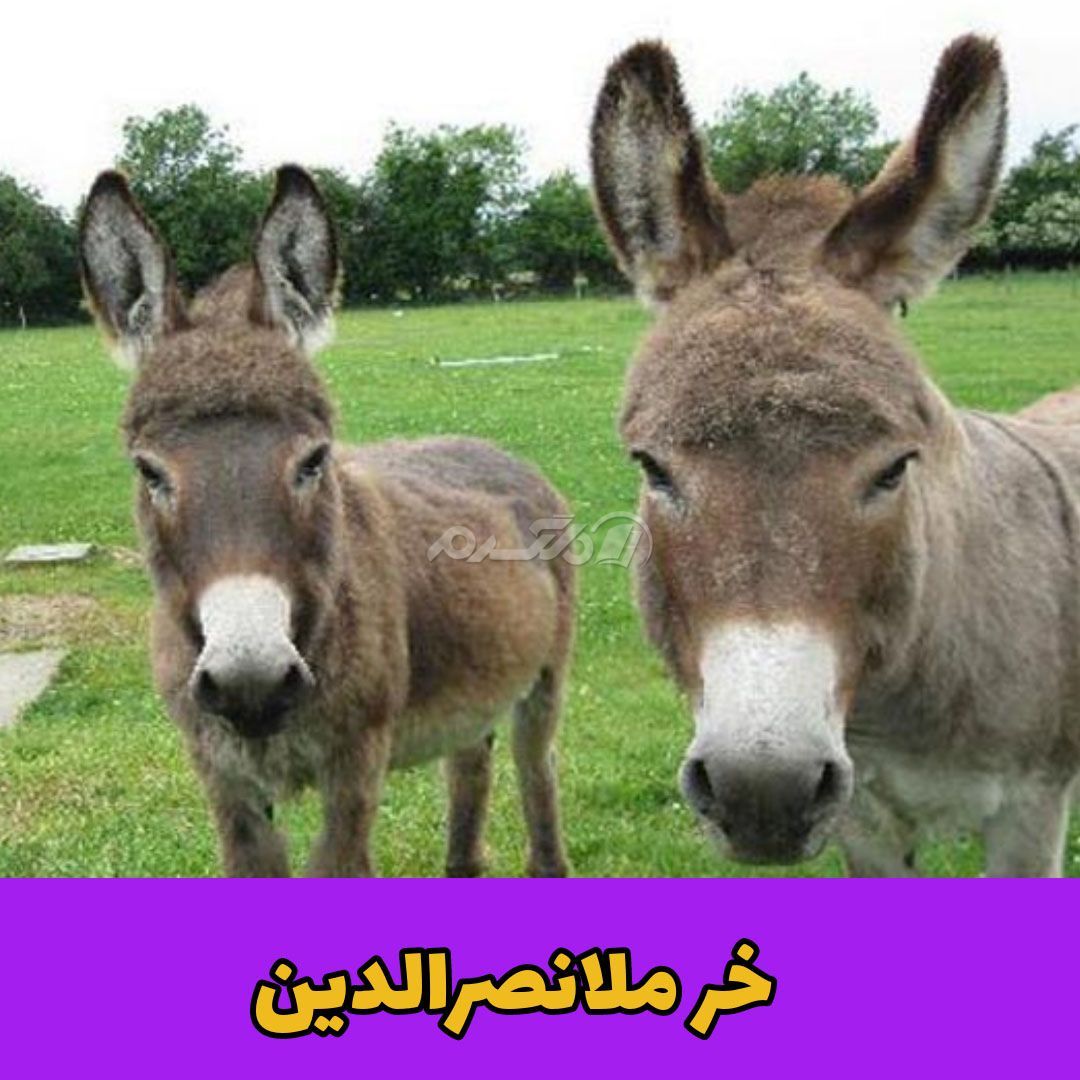 حکایت خنده دار / خر ملانصرالدین