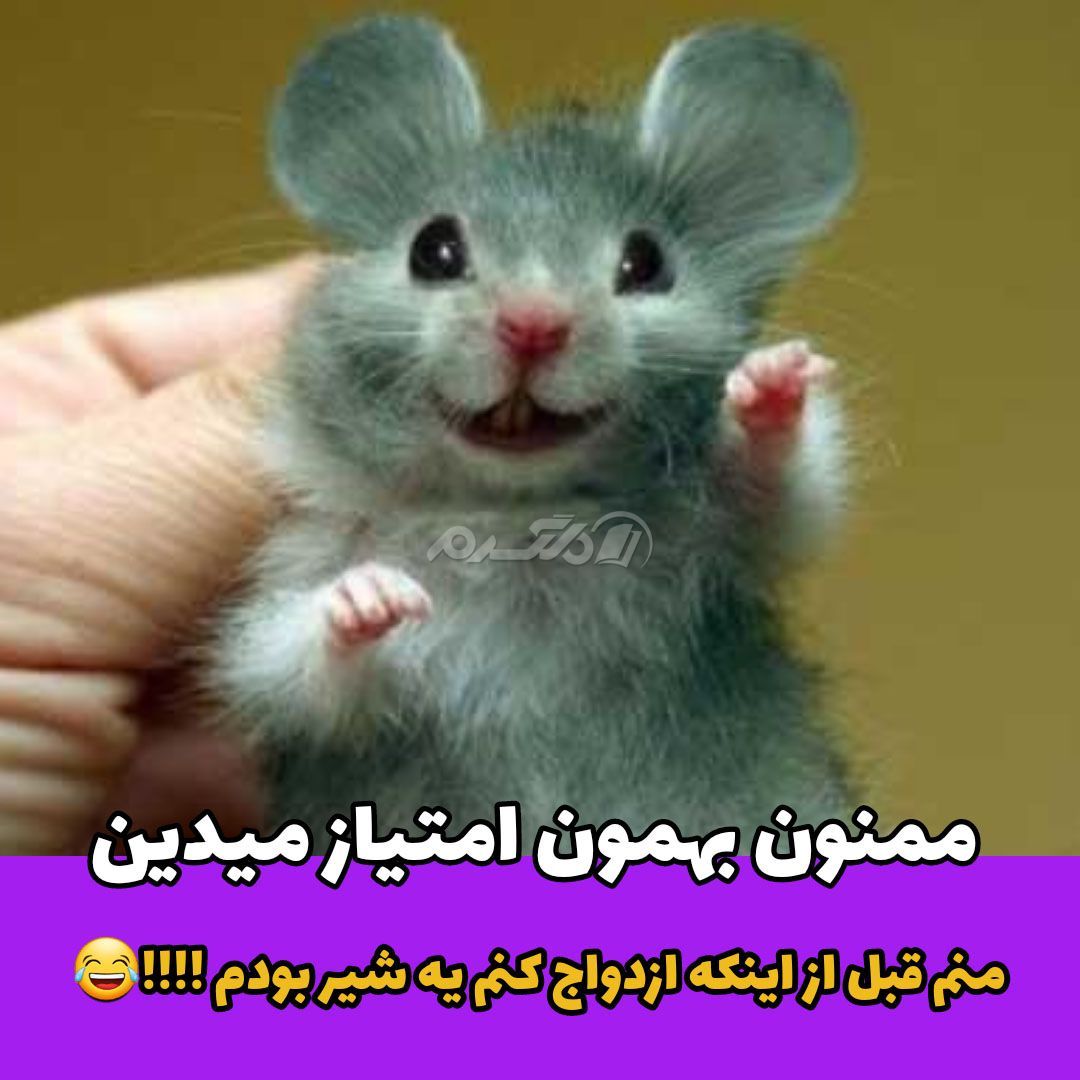 داستان کوتاه خنده دار / ازدواج شیر