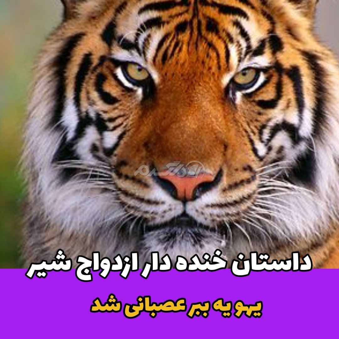 داستان کوتاه خنده دار / ازدواج شیر