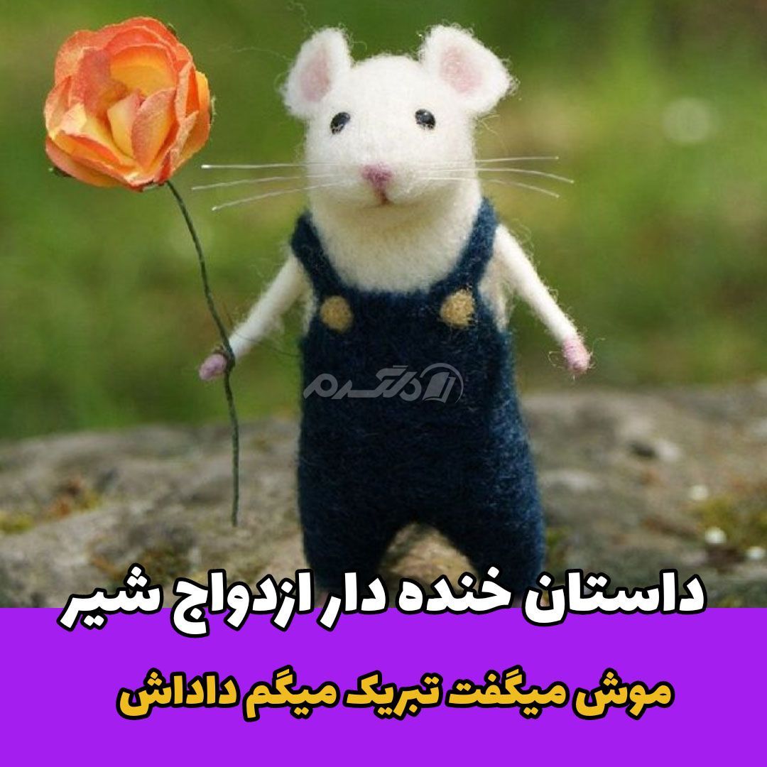 داستان کوتاه خنده دار / ازدواج شیر